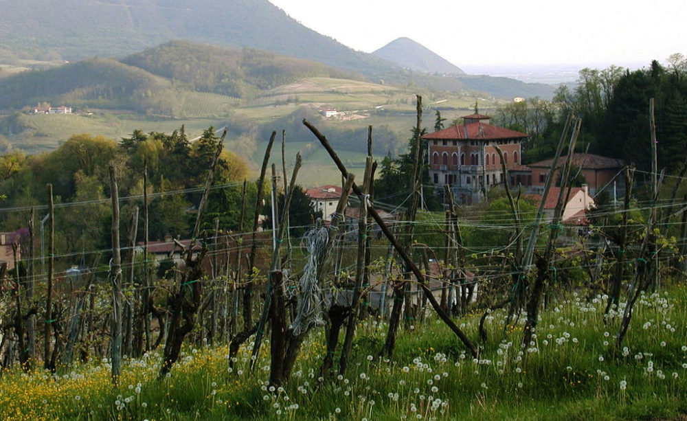 Vineyards of the Colli Euganei 