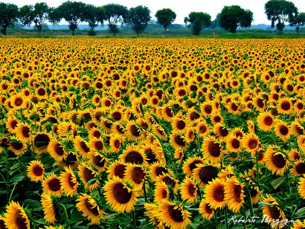 Italian Sunflowers - Life in Italy