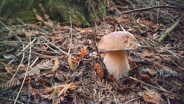 Porcini mushroom 