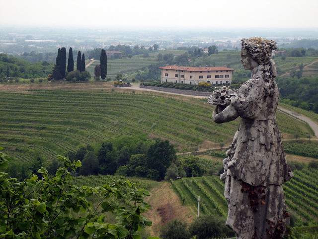 Vineyards of Friuli Venezia Giulia. 