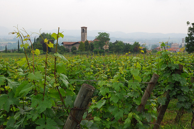 A vineyard if Franciacorta