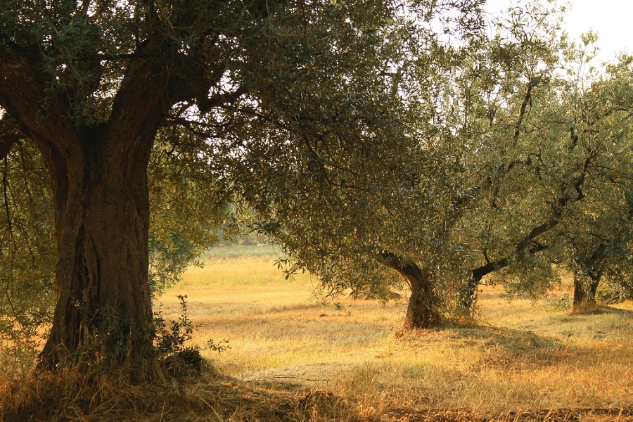 Olives grove in Maremma.