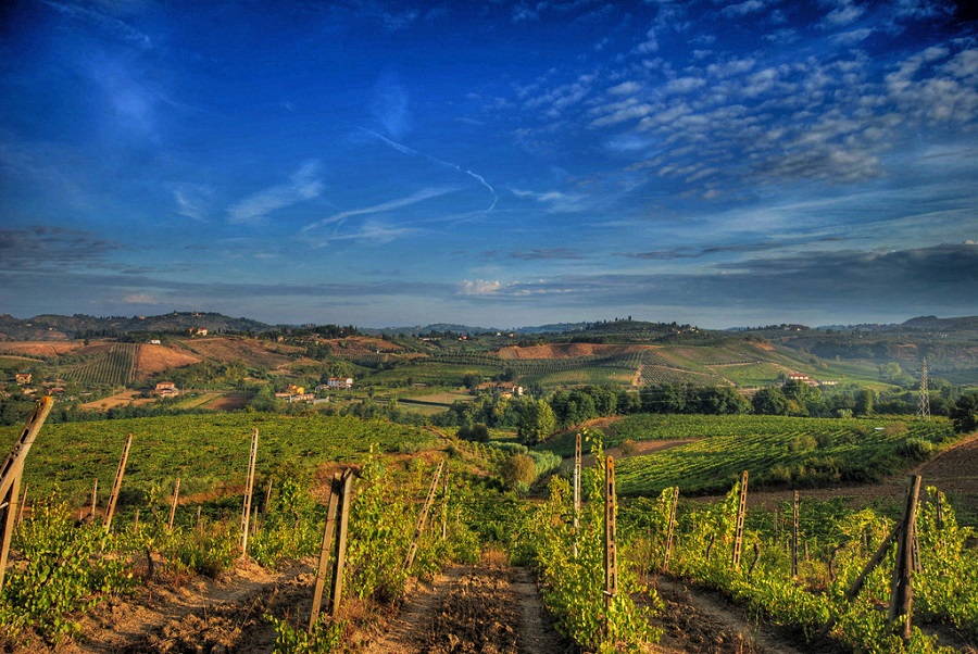 Vineyards in the Chianti area