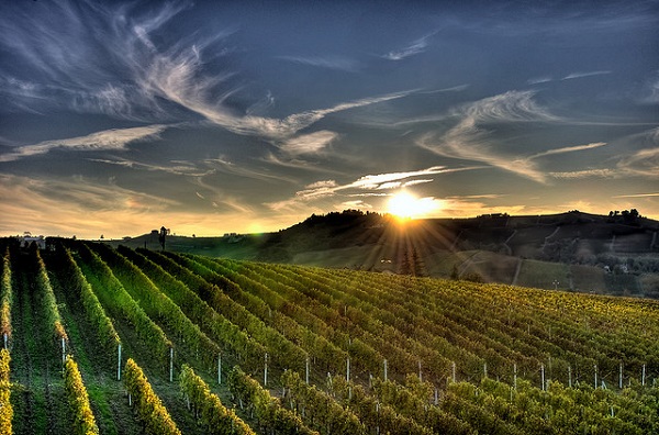 Sunset over the vineyards in the Langhe region, a Unesco World Heritage Site