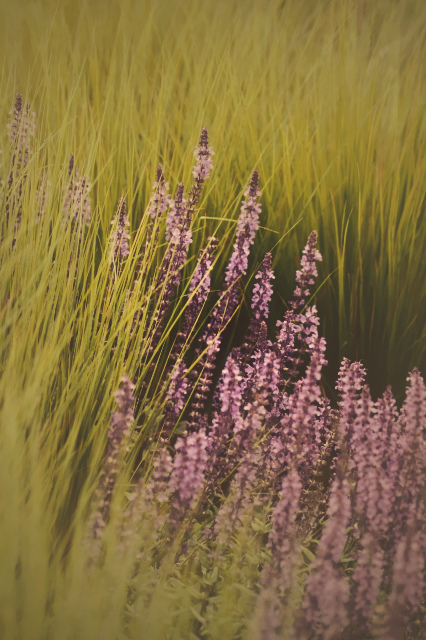 lavender flowers