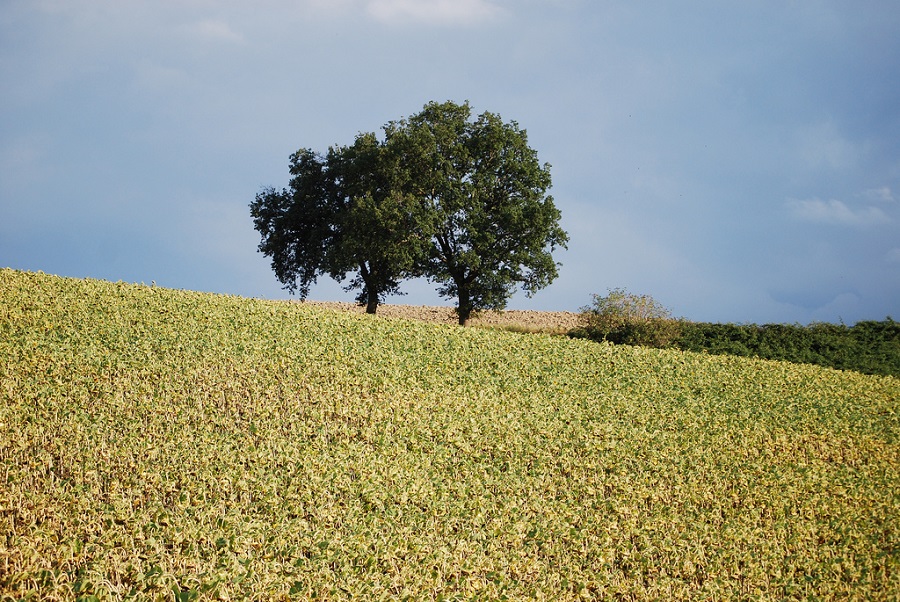 Morus, 'Italian' Mulberry – Cricket Hill Garden