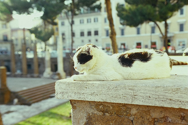 cats sanctuary in rome