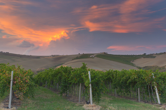 Marche: the homeland of Verdicchio 