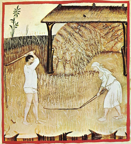 Harvesting grain