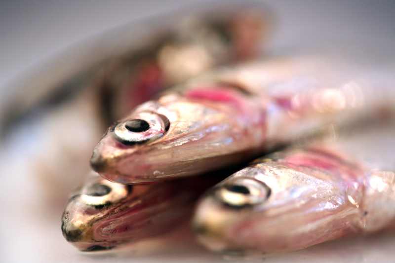 Close-up%20of%20fresh%20anchovies