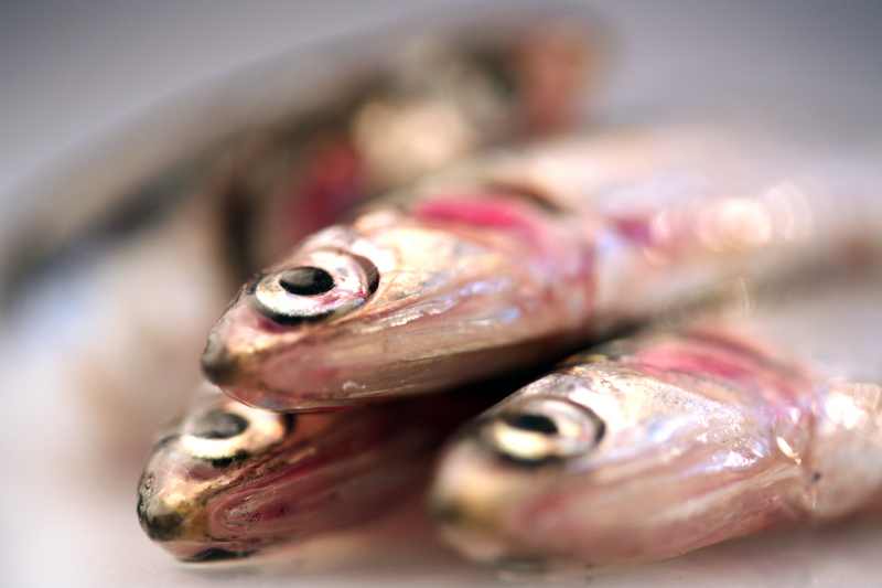 anchovies