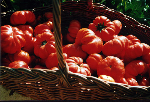 costoluti in basket