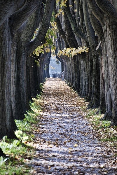 Trees alley outside the walls in Lucca 