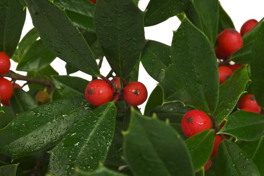 vischio mistletoe