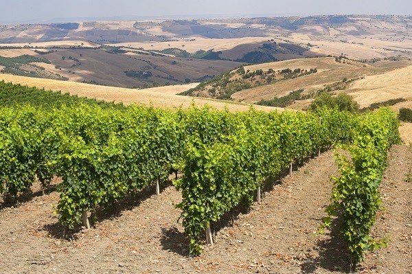 Wine vinyard in the Basilicata Region 