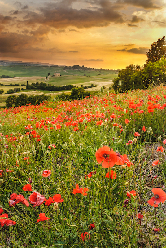Poppies in the Tuscan hills with a beautiful sunset, Pienza, Italy