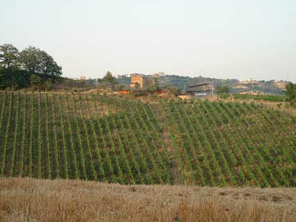 le marche fields