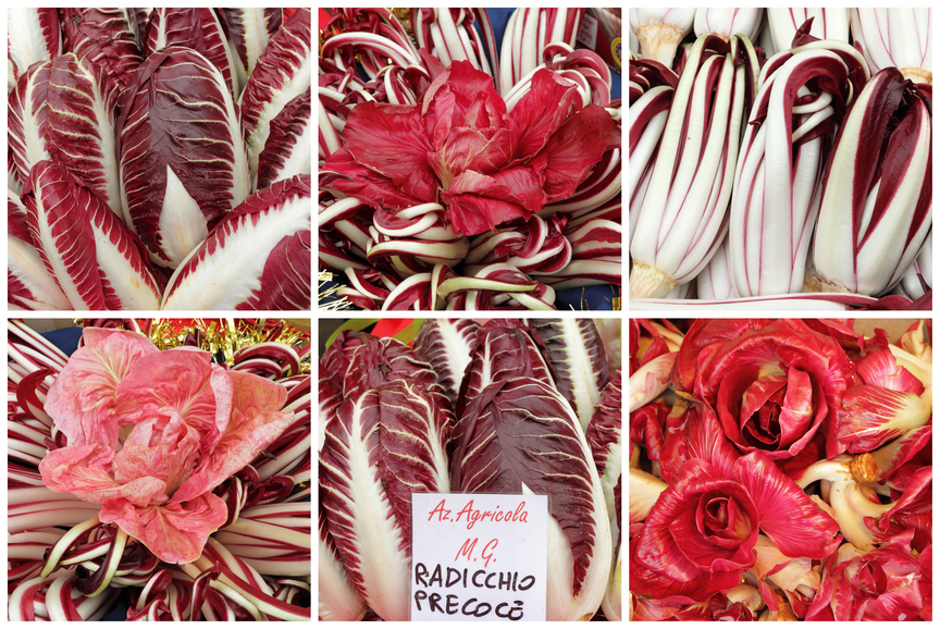 Radicchio, a favorite of the Fall - Life in Italy