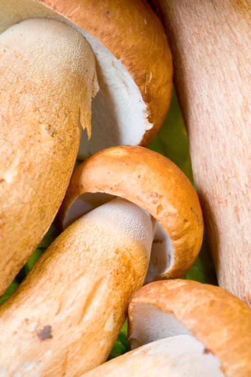 porcini mushrooms and pasta secrets to Italian recipes