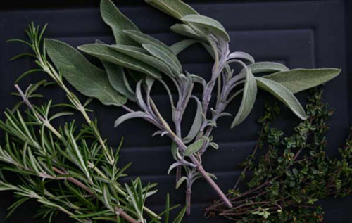 Sage herb in italian