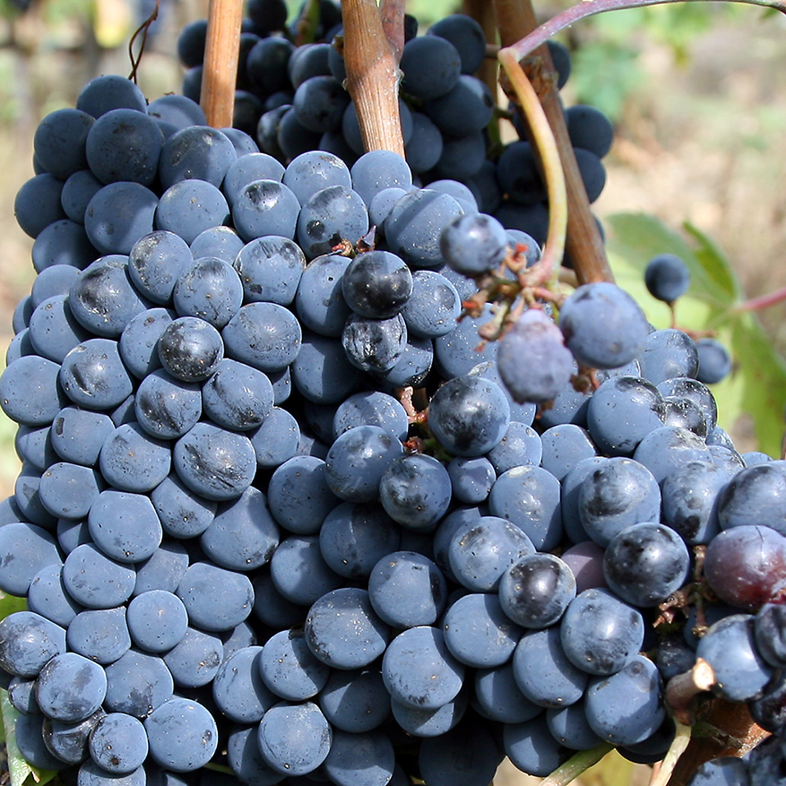 Sangiovese grape for Chianti wine 