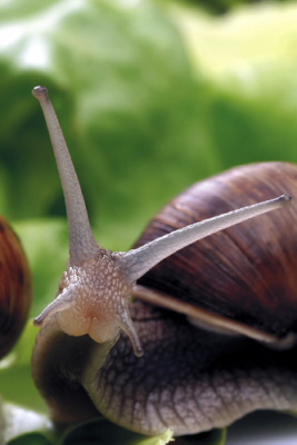 snails love red wine