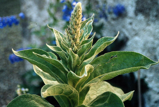 verbascum plant blue garden