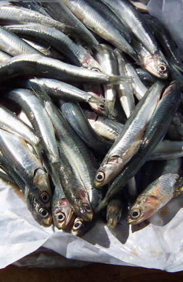 anchovies