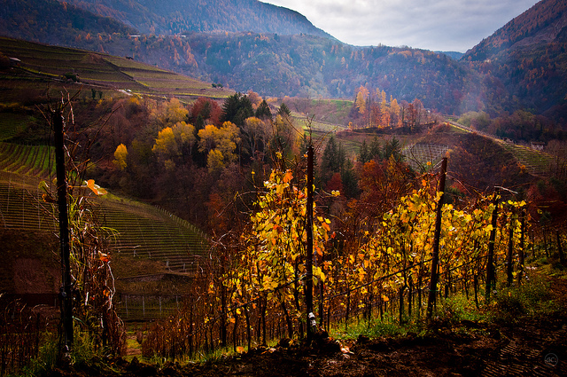 vineyards tour italy