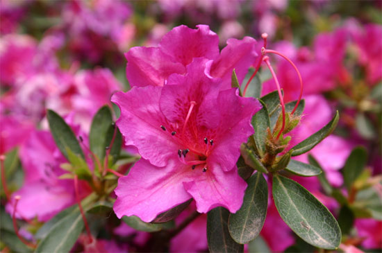 azalea