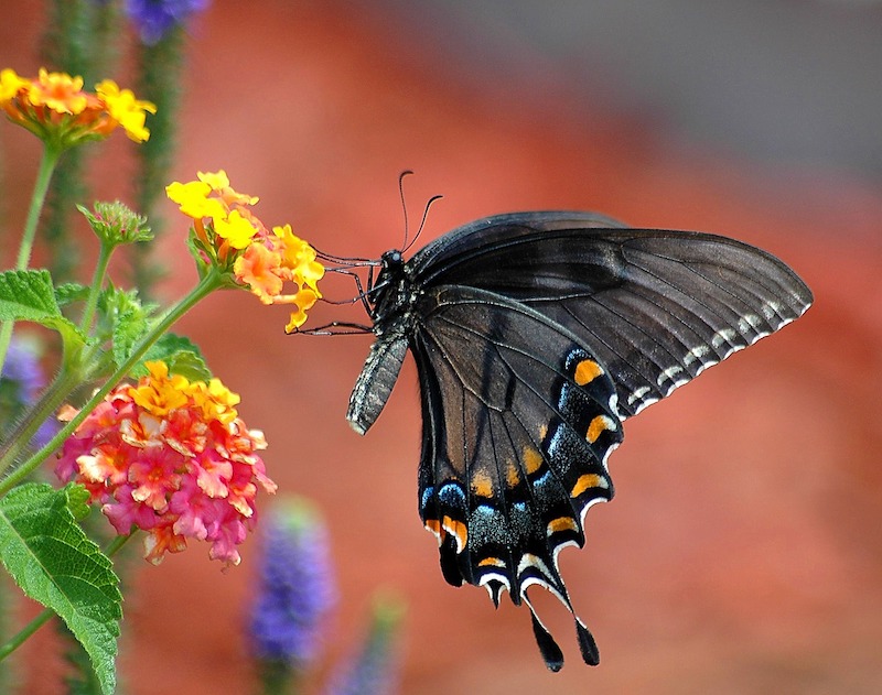 Italian Butterfly Garden - Life in Italy