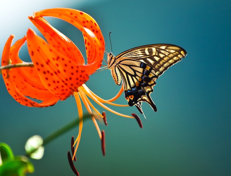 butterfly garden