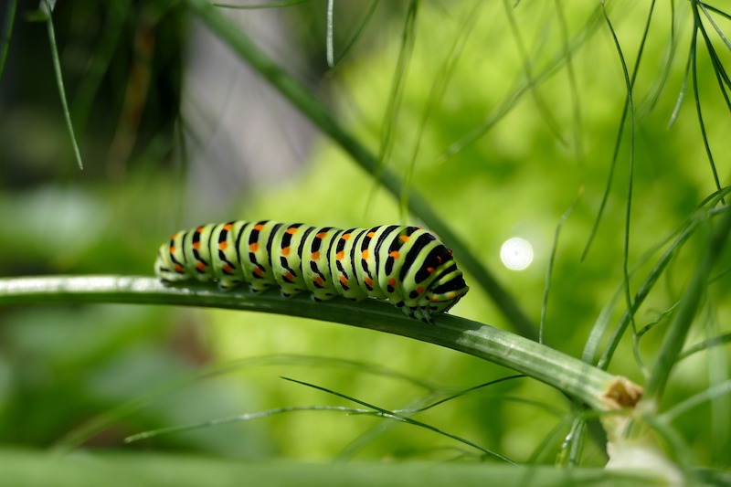 butterfly garden