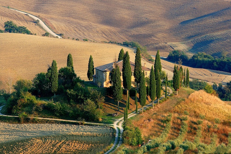 Cypress Name Meaning, Origin, History, And Popularity