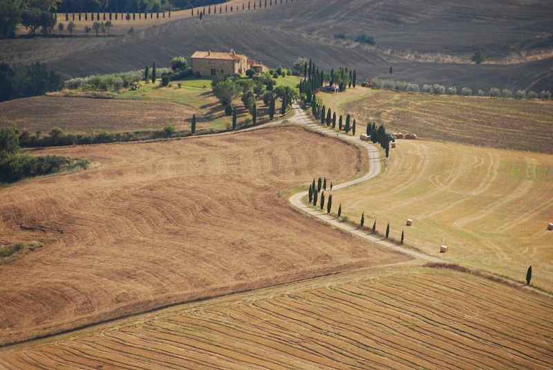 cypress tree italy