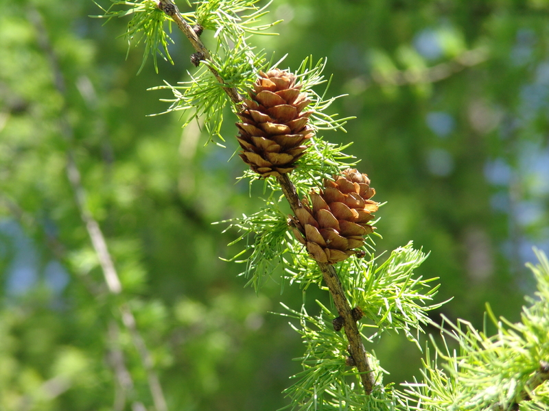 Bosnian Pine