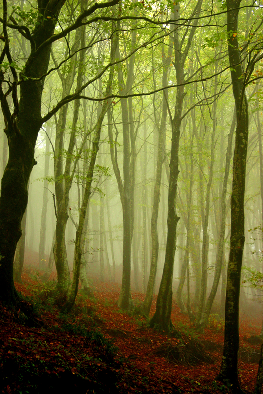 Winter forest in Calabria