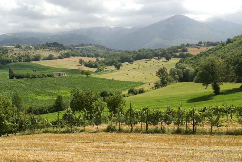 Vineyards near Terni