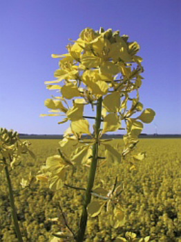 Mustard flower in the sun in italy 