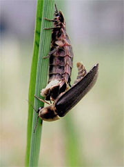 glowflies mating