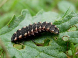 glow fly larva