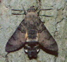 hummingbird moths mating