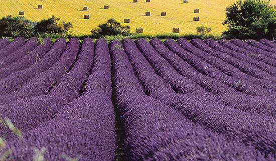 Image of Lavender fields in Liguria, Italy