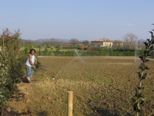 lawn watered 