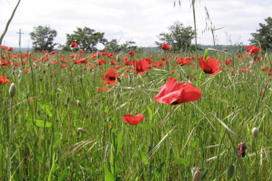 grass garden italy