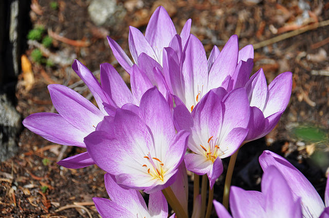 Naked lady's flowers: you can see how this crocus lacks the characteristic long, red stamens of the saffron 