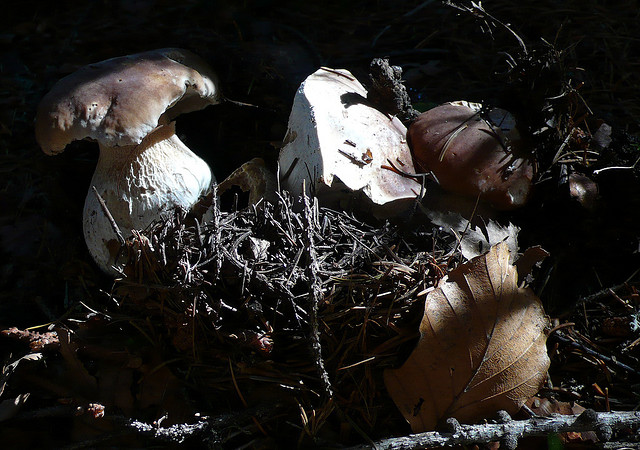 porcini mushrooms