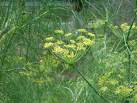 Fennel