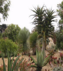 cactus in garden