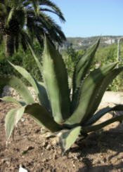 cactus italy